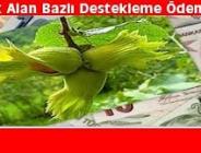 Fındık Alan Bazlı Gelir Desteği Ödeniyor