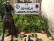 Ordu’da 565 Kök Kenevir Ele Geçirildi