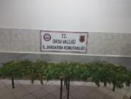 Ordu’da 8 kilo esrar ele geçirildi