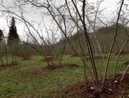 Fındık Timleri Sahaya İniyor