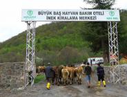 HAYVAN BESİCİLERİNİN GÖZLERİ ARKADA KALMIYOR