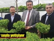 Bu marullar suyla yetişiyor