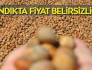Fındıkta fiyat belirsizliği
