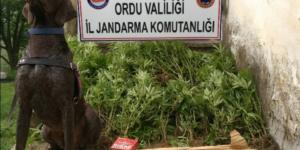 Ordu’da 565 Kök Kenevir Ele Geçirildi