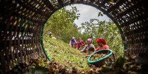 Fındık Hasadında Çalışacak İşçilere Ödenecek Asgari Ücretler Belirlendi
