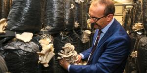 Vali Yavuz, İstiridye Mantarı Tesisinde İncelemede Bulundu